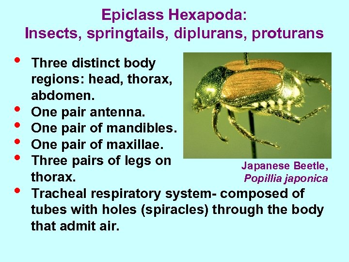 Epiclass Hexapoda: Insects, springtails, diplurans, proturans • • • Three distinct body regions: head,