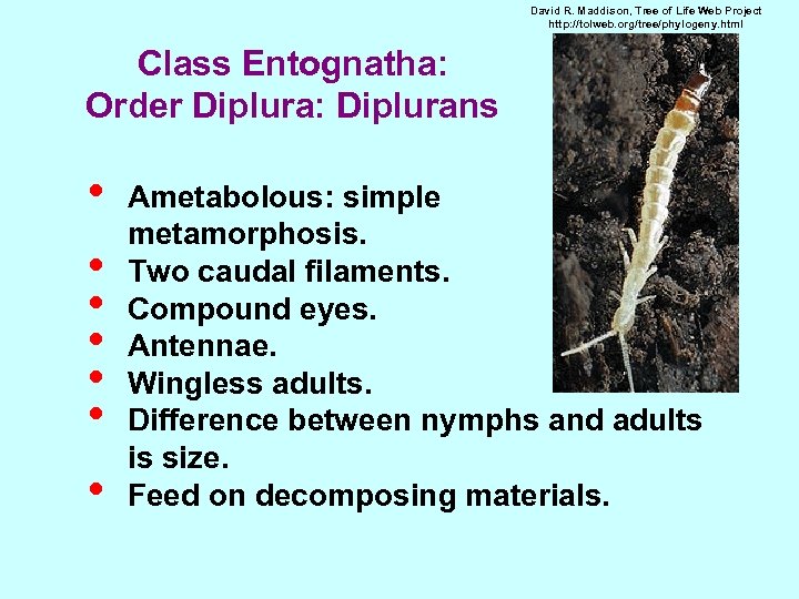 David R. Maddison, Tree of Life Web Project http: //tolweb. org/tree/phylogeny. html Class Entognatha: