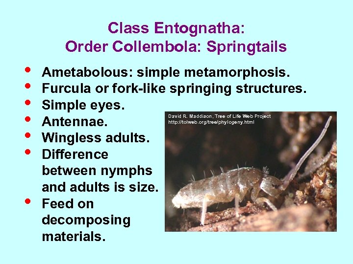 Class Entognatha: Order Collembola: Springtails • • Ametabolous: simple metamorphosis. Furcula or fork-like springing