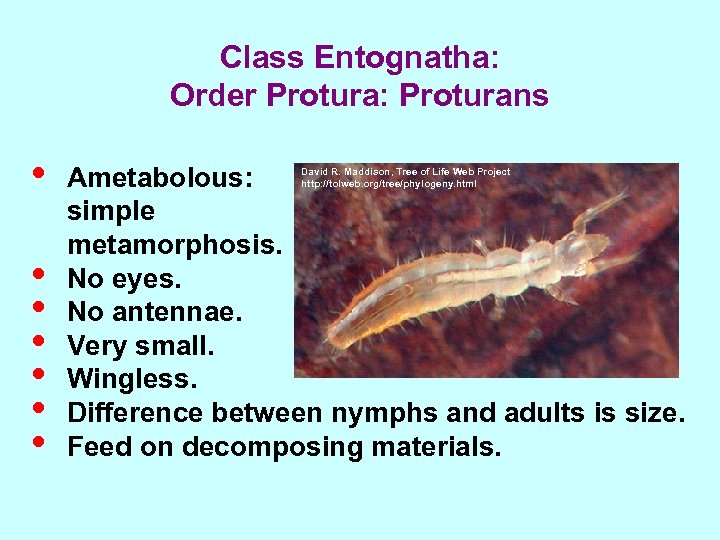 Class Entognatha: Order Protura: Proturans • • Ametabolous: simple metamorphosis. No eyes. No antennae.