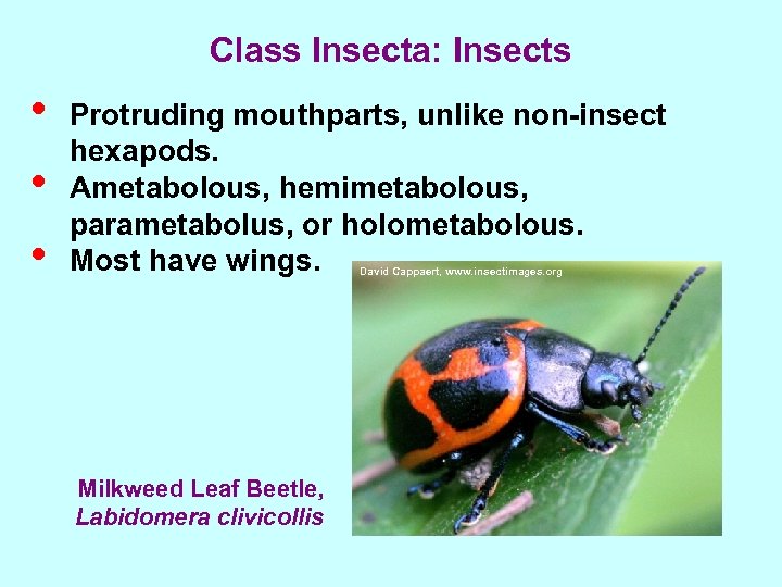 Class Insecta: Insects • • • Protruding mouthparts, unlike non-insect hexapods. Ametabolous, hemimetabolous, parametabolus,
