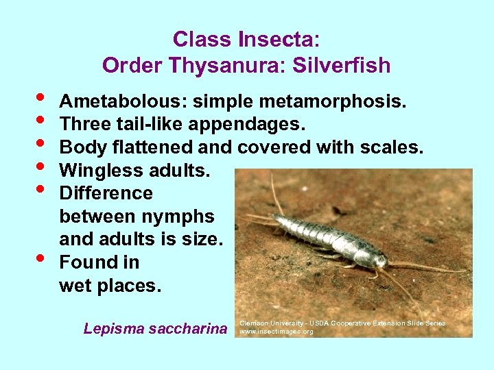 Class Insecta: Order Thysanura: Silverfish • • • Ametabolous: simple metamorphosis. Three tail-like appendages.
