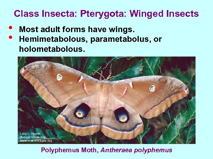 Class Insecta: Pterygota: Winged Insects • • Most adult forms have wings. Hemimetabolous, parametabolus,