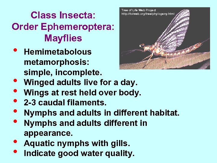 Class Insecta: Order Ephemeroptera: Mayflies • • Tree of Life Web Project http: //tolweb.