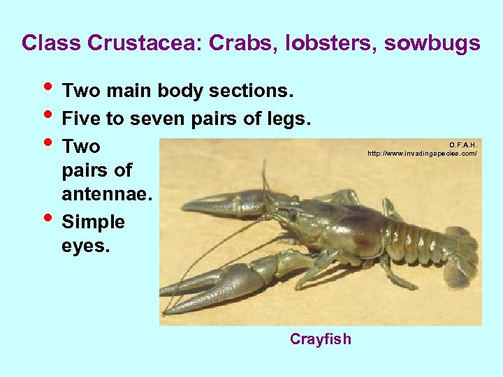 Class Crustacea: Crabs, lobsters, sowbugs • Two main body sections. • Five to seven