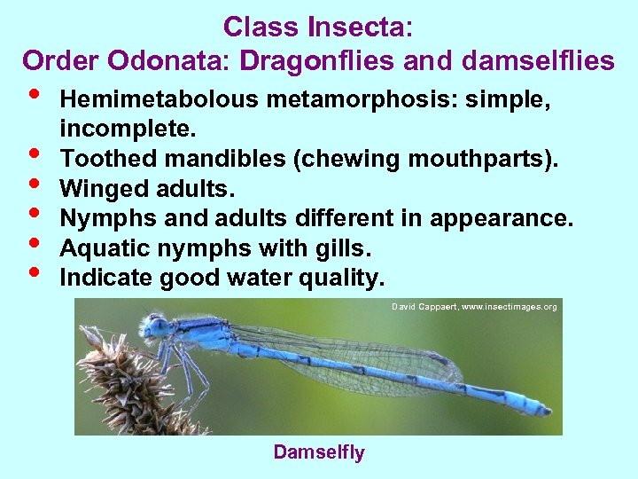 Class Insecta: Order Odonata: Dragonflies and damselflies • • • Hemimetabolous metamorphosis: simple, incomplete.