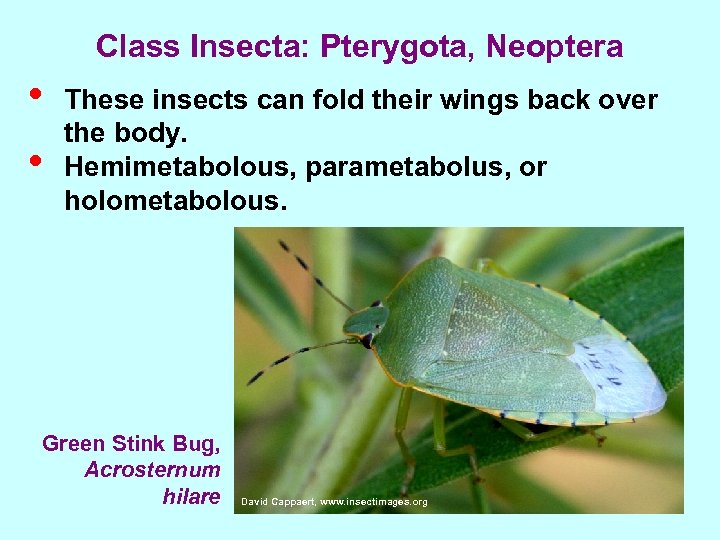 Class Insecta: Pterygota, Neoptera • • These insects can fold their wings back over