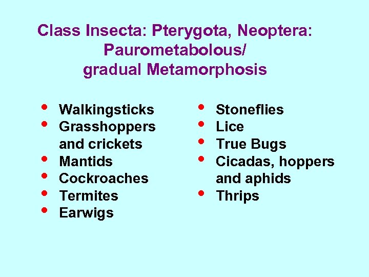 Class Insecta: Pterygota, Neoptera: Paurometabolous/ gradual Metamorphosis • • • Walkingsticks Grasshoppers and crickets