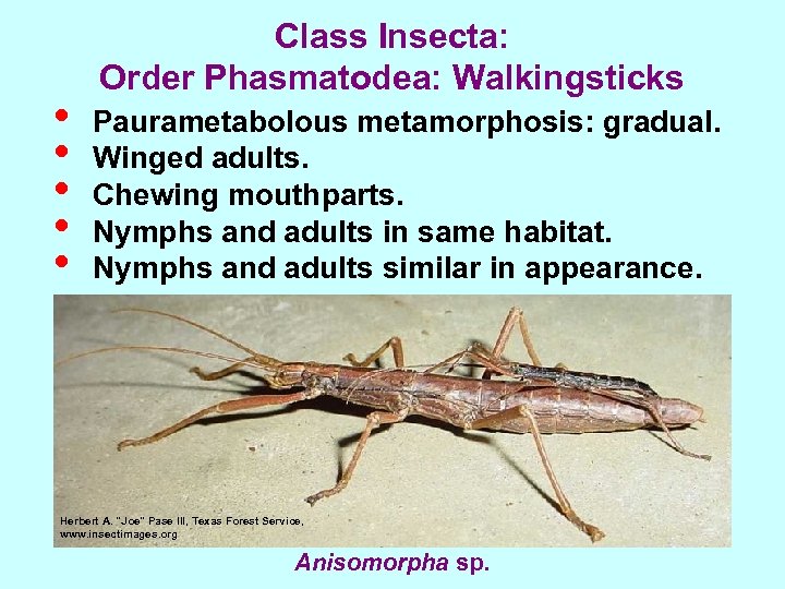  • • • Class Insecta: Order Phasmatodea: Walkingsticks Paurametabolous metamorphosis: gradual. Winged adults.
