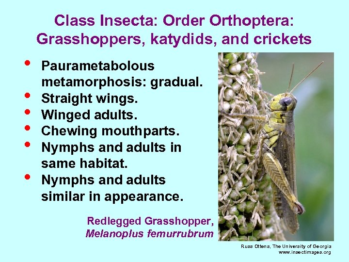 Class Insecta: Order Orthoptera: Grasshoppers, katydids, and crickets • • • Paurametabolous metamorphosis: gradual.