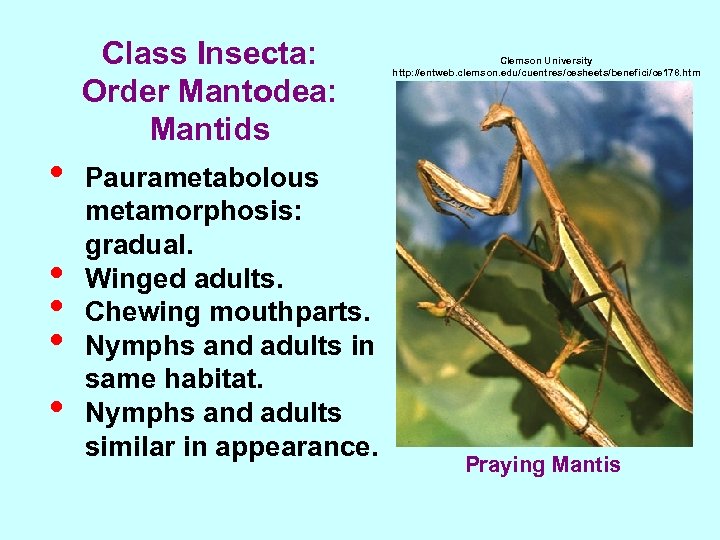 Class Insecta: Order Mantodea: Mantids • • • Paurametabolous metamorphosis: gradual. Winged adults. Chewing