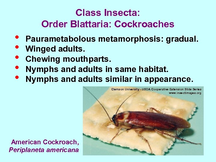 Class Insecta: Order Blattaria: Cockroaches • • • Paurametabolous metamorphosis: gradual. Winged adults. Chewing