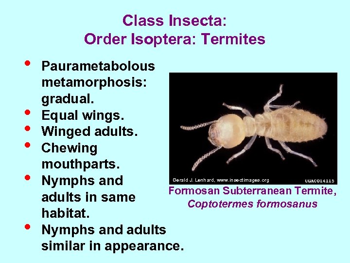 Class Insecta: Order Isoptera: Termites • • • Paurametabolous metamorphosis: gradual. Equal wings. Winged