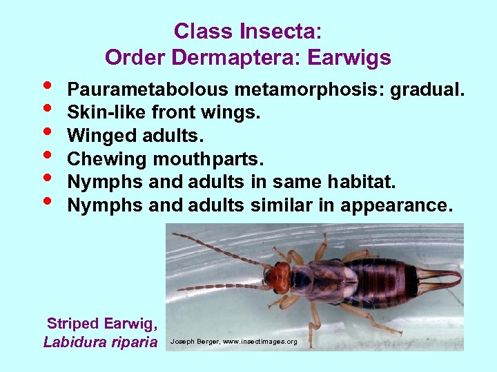  • • • Class Insecta: Order Dermaptera: Earwigs Paurametabolous metamorphosis: gradual. Skin-like front