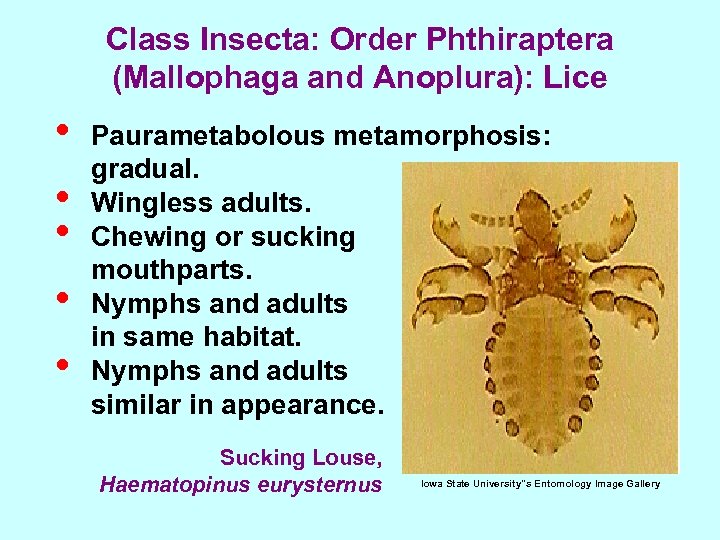 Class Insecta: Order Phthiraptera (Mallophaga and Anoplura): Lice • • • Paurametabolous metamorphosis: gradual.