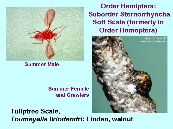 Order Hemiptera: Suborder Sternorrhyncha Soft Scale (formerly in Order Homoptera) Gerald J. Lenhard, www.