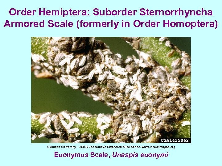 Order Hemiptera: Suborder Sternorrhyncha Armored Scale (formerly in Order Homoptera) Clemson University - USDA