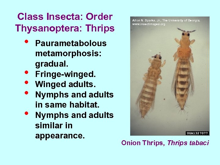 Class Insecta: Order Thysanoptera: Thrips • • • Paurametabolous metamorphosis: gradual. Fringe-winged. Winged adults.