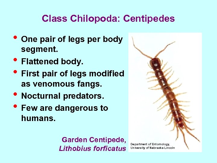 Class Chilopoda: Centipedes • One pair of legs per body • • segment. Flattened