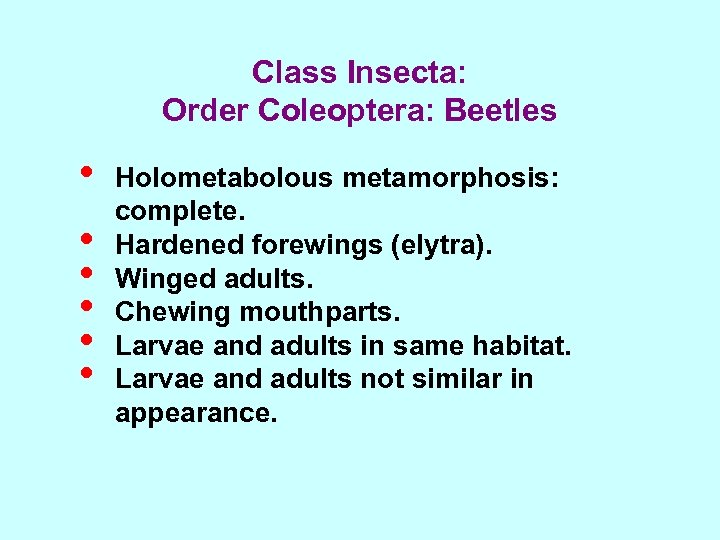 Class Insecta: Order Coleoptera: Beetles • • • Holometabolous metamorphosis: complete. Hardened forewings (elytra).