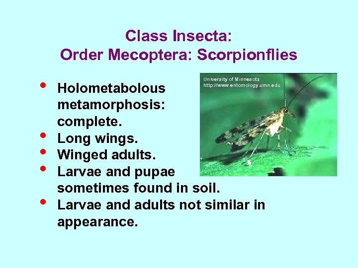 Class Insecta: Order Mecoptera: Scorpionflies • • • University of Minnesota http: //www. entomology.
