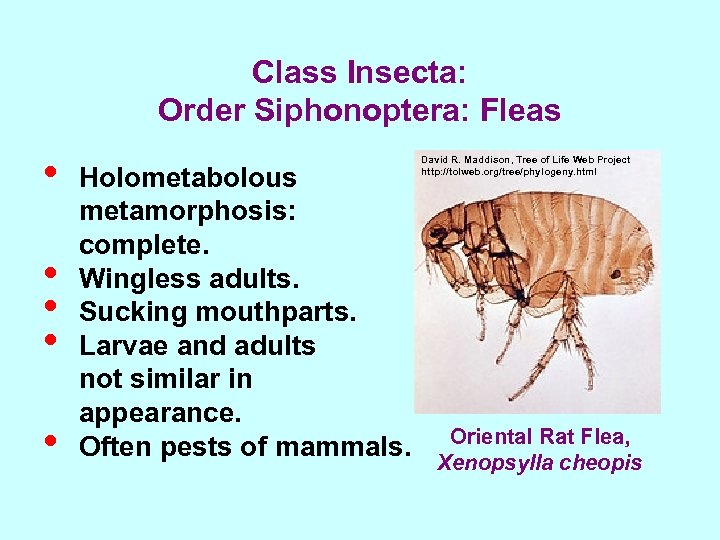 Class Insecta: Order Siphonoptera: Fleas • • • Holometabolous metamorphosis: complete. Wingless adults. Sucking
