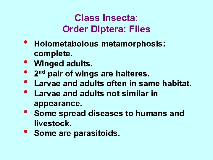 Class Insecta: Order Diptera: Flies • • Holometabolous metamorphosis: complete. Winged adults. 2 nd