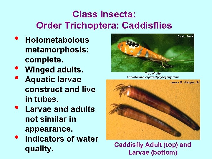 Class Insecta: Order Trichoptera: Caddisflies • • • Holometabolous metamorphosis: complete. Winged adults. Aquatic