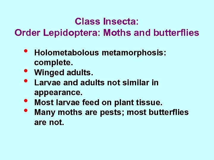 Class Insecta: Order Lepidoptera: Moths and butterflies • • • Holometabolous metamorphosis: complete. Winged