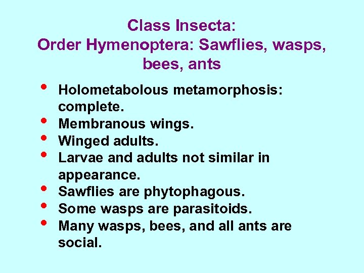 Class Insecta: Order Hymenoptera: Sawflies, wasps, bees, ants • • Holometabolous metamorphosis: complete. Membranous