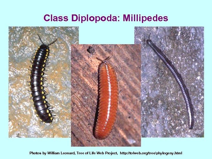 Class Diplopoda: Millipedes Photos by William Leonard, Tree of Life Web Project, http: //tolweb.