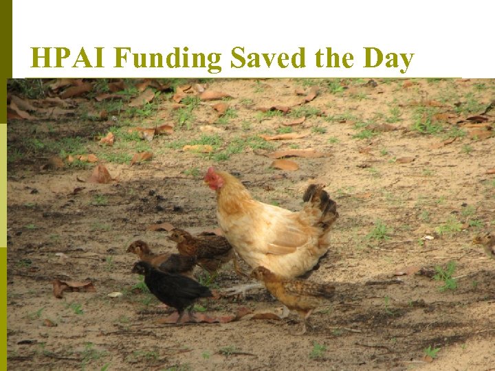 HPAI Funding Saved the Day 