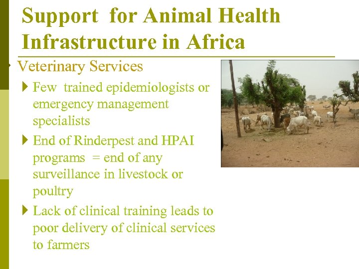 Support for Animal Health Infrastructure in Africa } Veterinary Services } Few trained epidemiologists