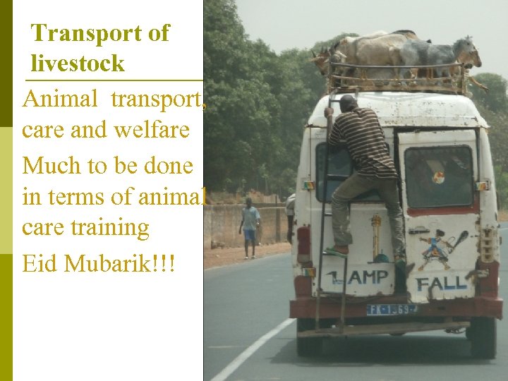 Transport of livestock Animal transport, care and welfare Much to be done in terms