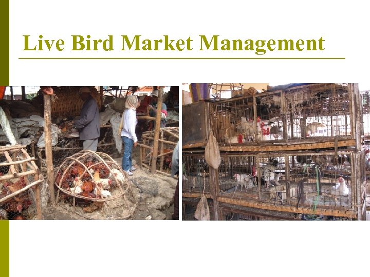 Live Bird Market Management 