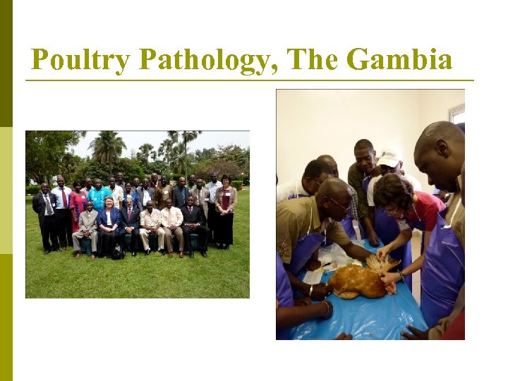 Poultry Pathology, The Gambia 