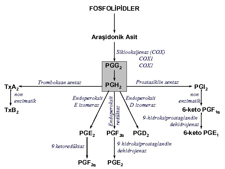 FOSFOLİPİDLER Araşidonik Asit Siklooksijenaz (COX) COX 1 COX 2 PGG 2 non enzimatik Tx.