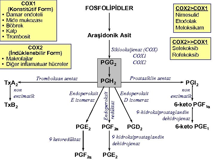 FOSFOLİPİDLER Araşidonik Asit COX 2 (İndüklenebilir Form) • Makrofajlar • Diğer inflamatuar hücreler Tx.