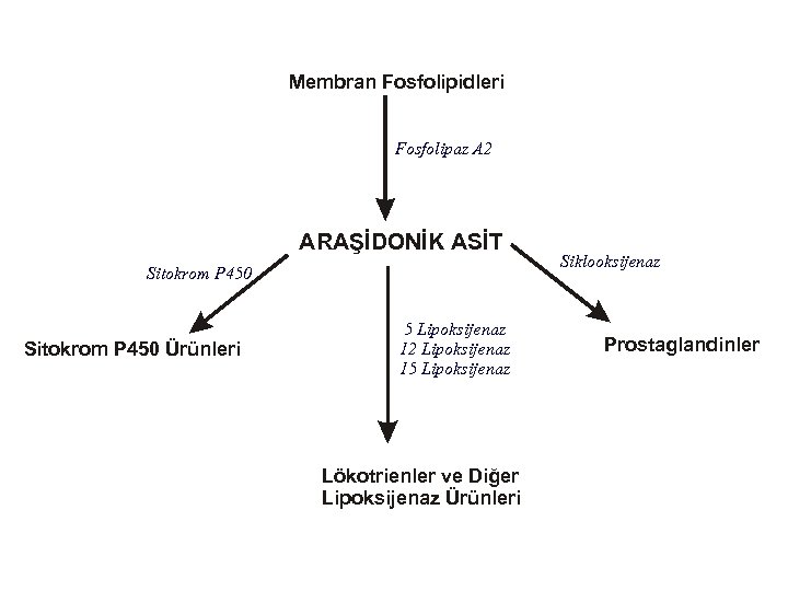 Membran Fosfolipidleri Fosfolipaz A 2 ARAŞİDONİK ASİT Sitokrom P 450 Ürünleri 5 Lipoksijenaz 12