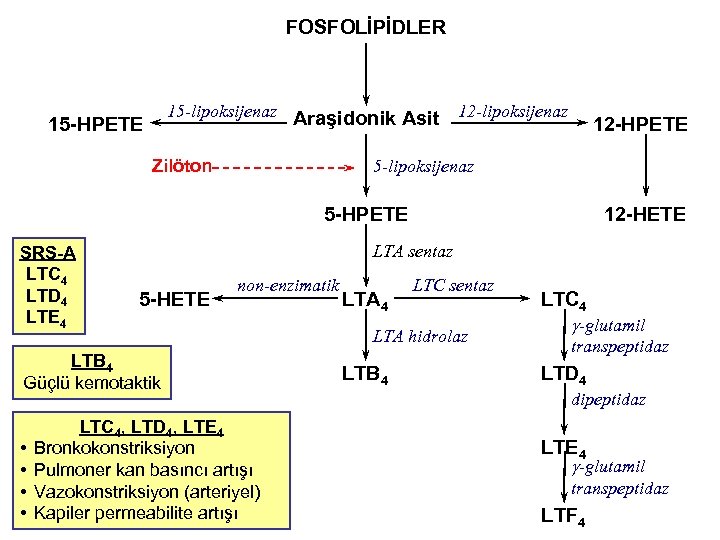 FOSFOLİPİDLER 15 -lipoksijenaz Araşidonik Asit 15 -HPETE Zilöton 12 -lipoksijenaz 12 -HPETE 5 -lipoksijenaz