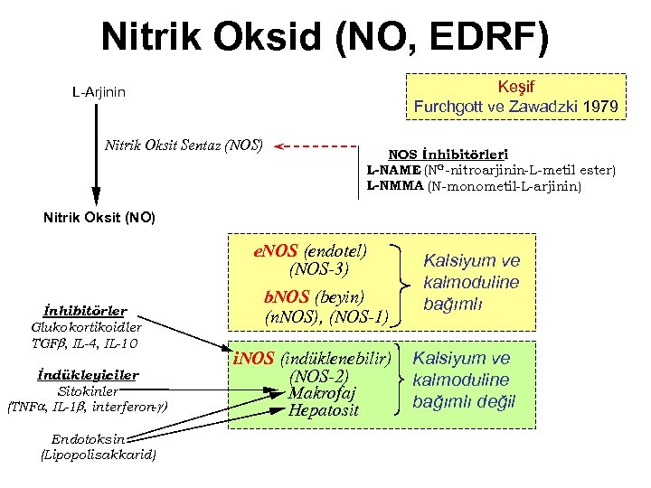 Nitrik Oksid (NO, EDRF) Keşif Furchgott ve Zawadzki 1979 L-Arjinin Nitrik Oksit Sentaz (NOS)