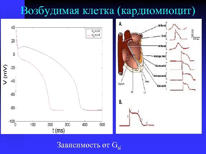 Возбудимая клетка (кардиомиоцит) Зависимость от Gsi 