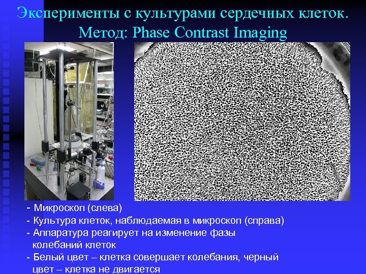 Эксперименты с культурами сердечных клеток. Метод: Phase Contrast Imaging n photo - Микроскоп (слева)