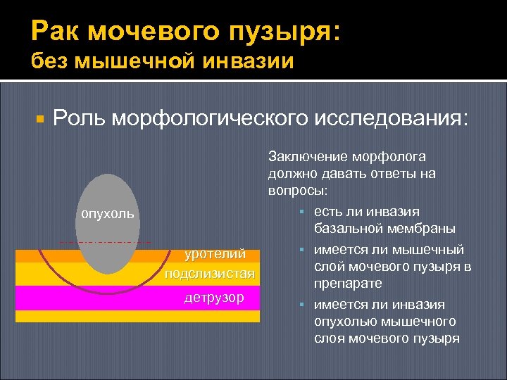Рак мочевого пузыря: без мышечной инвазии Роль морфологического исследования: опухоль Заключение морфолога должно давать