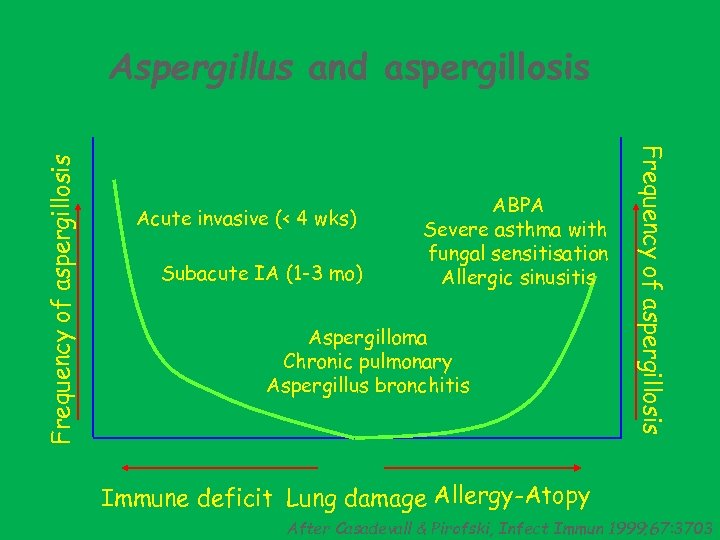 Acute invasive (< 4 wks) Subacute IA (1 -3 mo) ABPA Severe asthma with