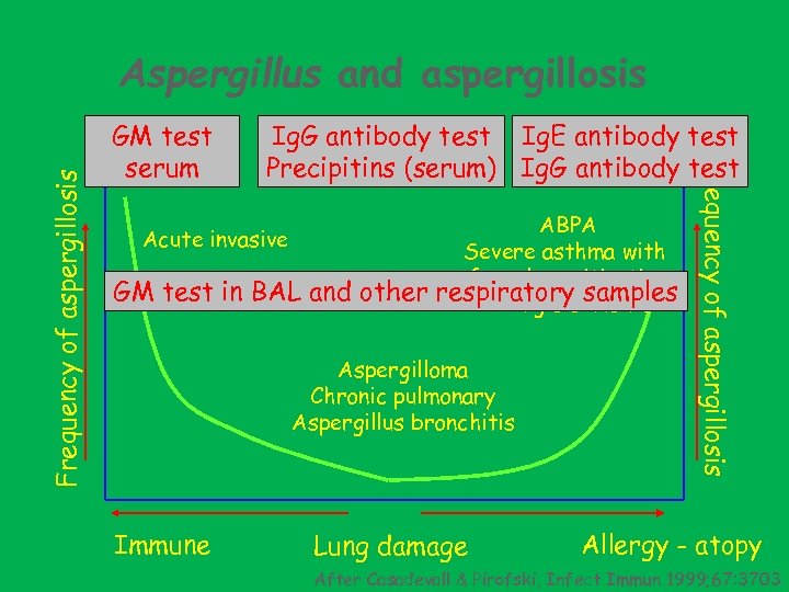 GM test serum Ig. G antibody test Ig. E antibody test Precipitins (serum) Ig.