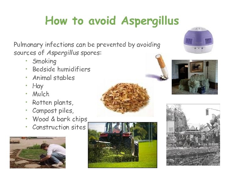 How to avoid Aspergillus Pulmonary infections can be prevented by avoiding sources of Aspergillus