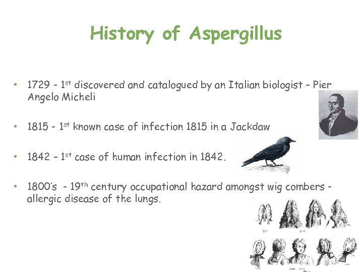 History of Aspergillus • 1729 - 1 st discovered and catalogued by an Italian