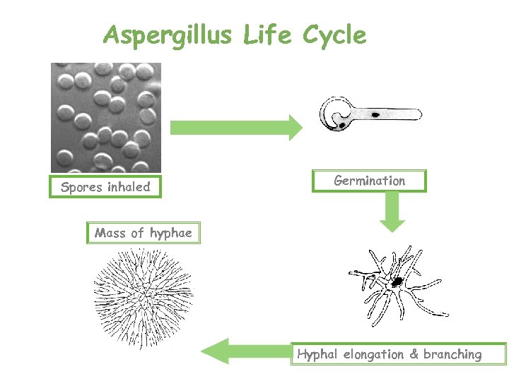 Aspergillus Life Cycle Spores inhaled Germination Mass of hyphae Hyphal elongation & branching 
