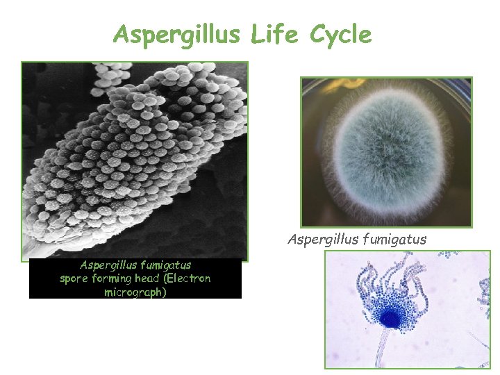 Aspergillus Life Cycle Aspergillus fumigatus spore forming head (Electron micrograph) 